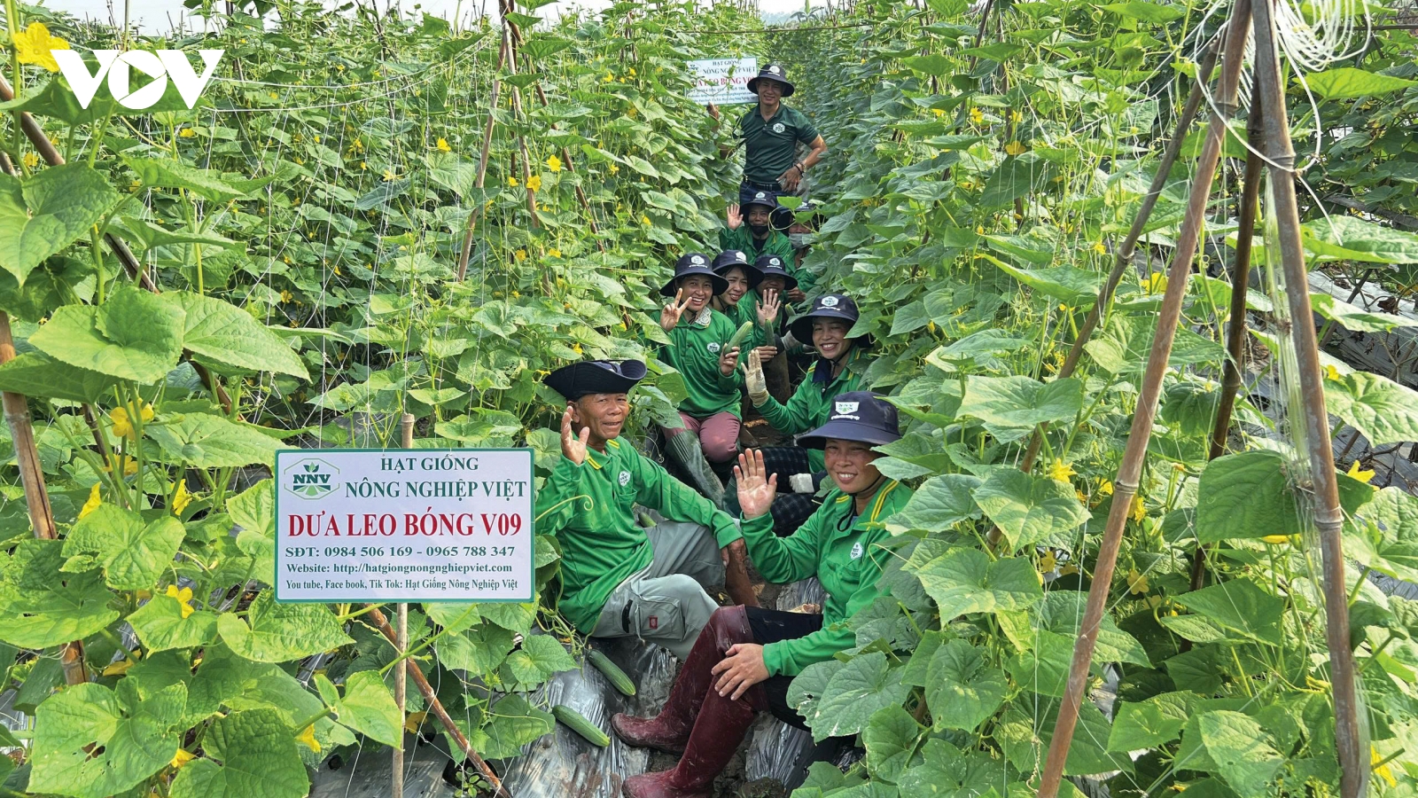 Mùa nước nổi rau màu tăng giá, nông dân Đồng Tháp phấn khởi